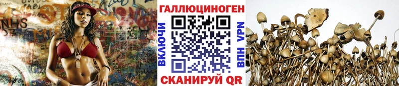 Псилоцибиновые грибы Cubensis  Купить закладки  Бирюч 